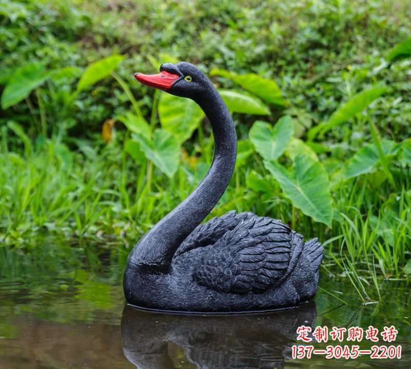 潍坊黑天鹅婉约鱼尾，完美呈现园林水塘水景