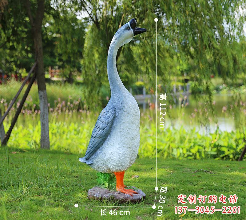 潍坊站立立脖灰色天鹅